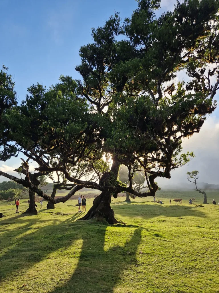 old trees in a madera